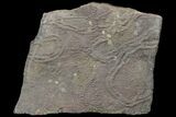 Cruziana (Fossil Trilobite Trackway) - Morocco #118313-1